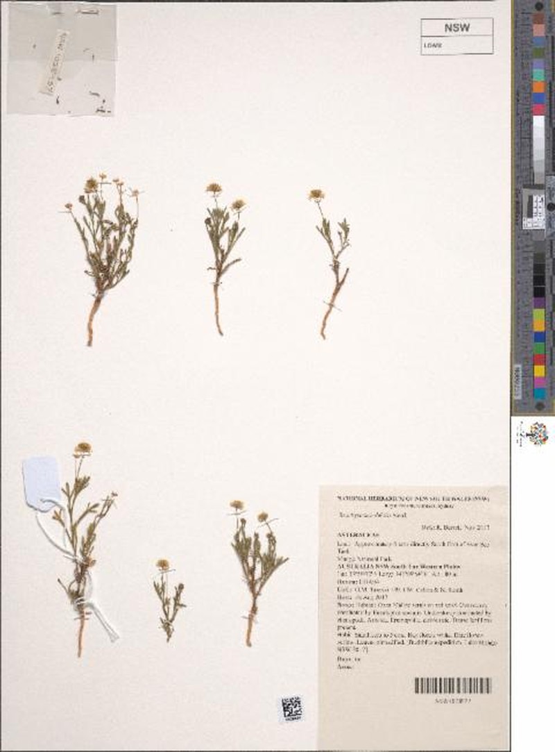Brachyscome debilis photo 8