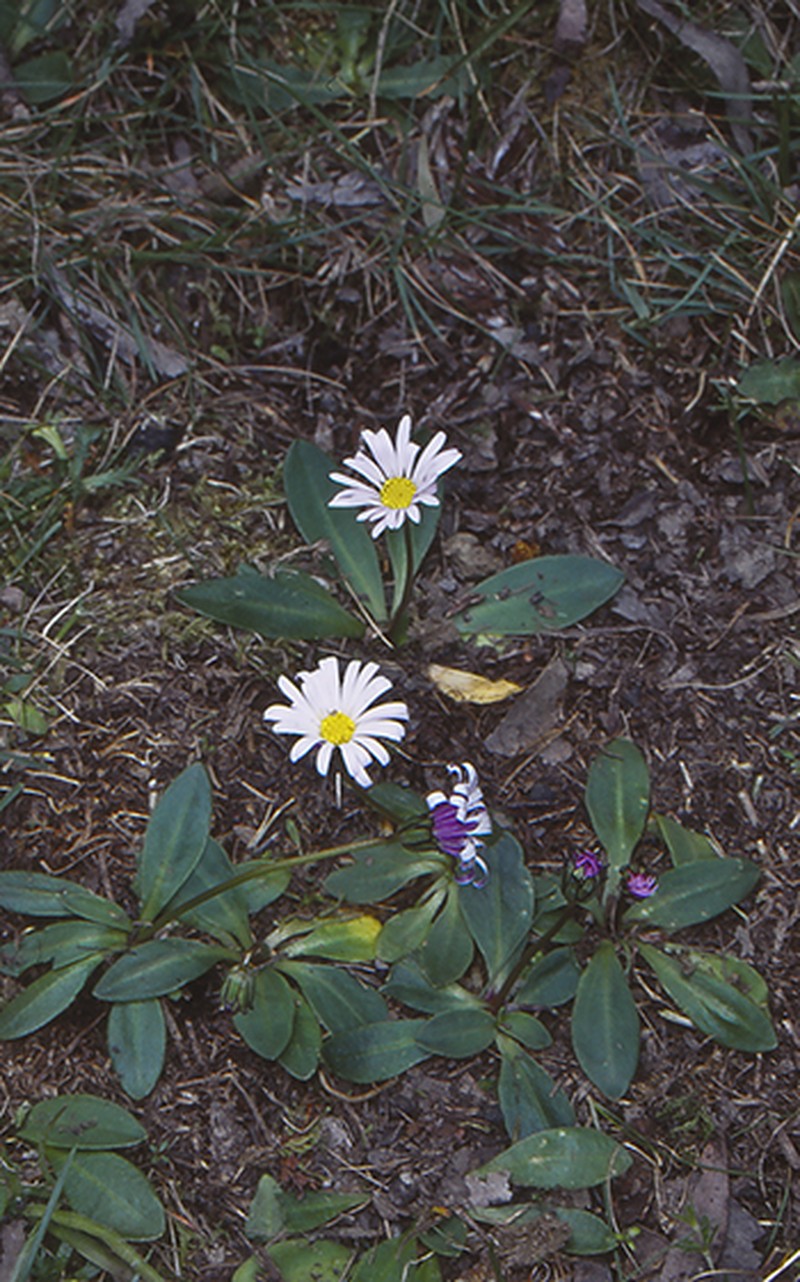 Brachyscome decipiens