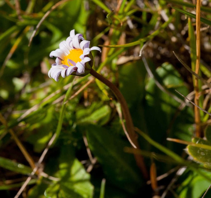Brachyscome decipiens photo 2