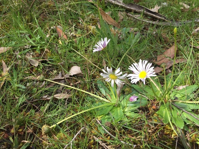 Brachyscome decipiens photo 3