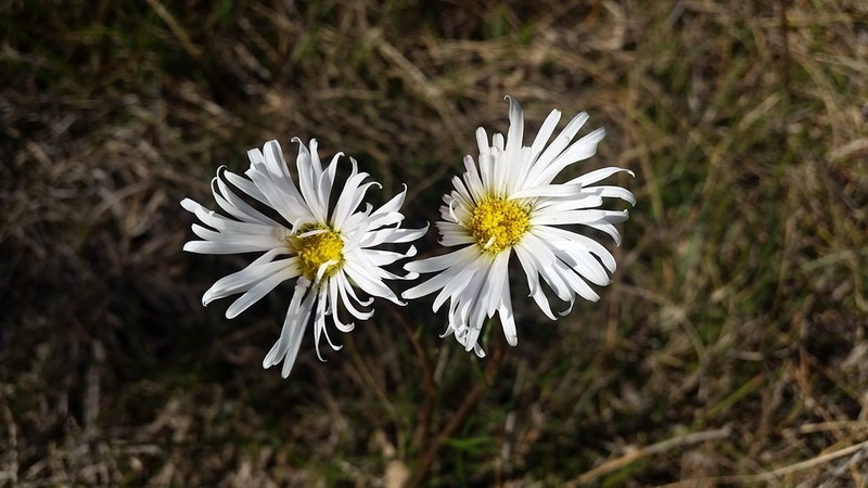 Brachyscome decipiens photo 4