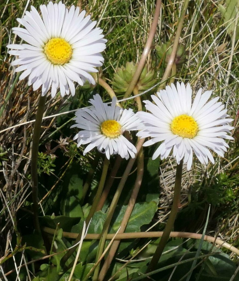 Brachyscome decipiens photo 5