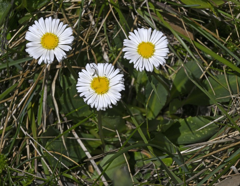 Brachyscome decipiens photo 6