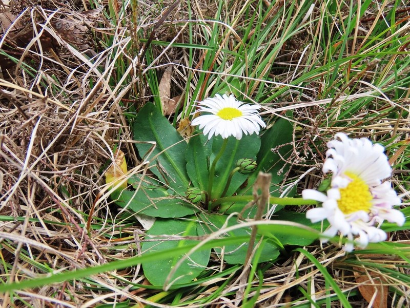 Brachyscome decipiens photo 7