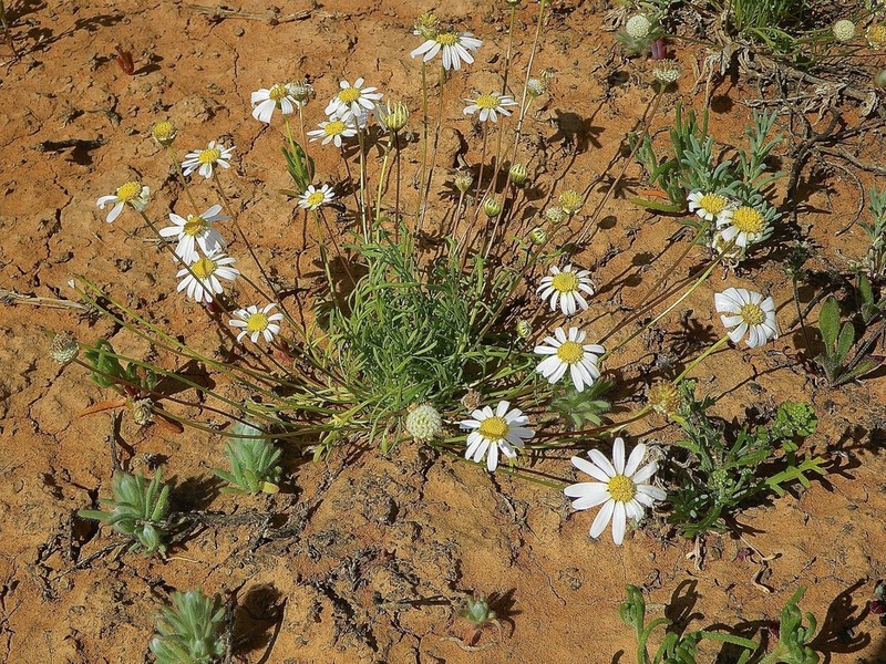Brachyscome dichromosomatica