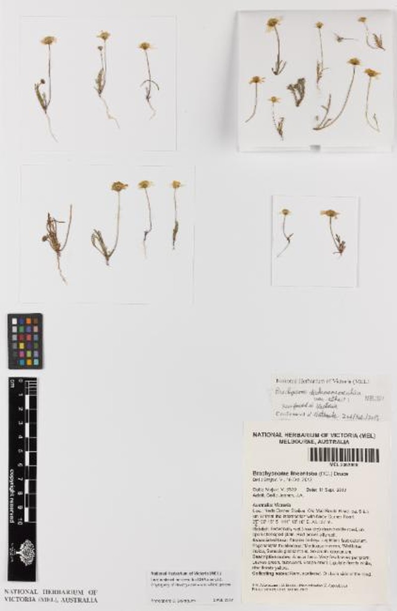 Brachyscome dichromosomatica var. alba
