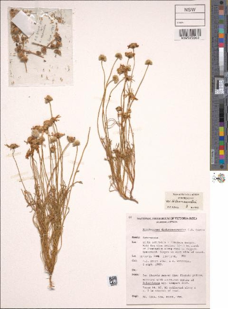 Brachyscome dichromosomatica var. dichromosomatica