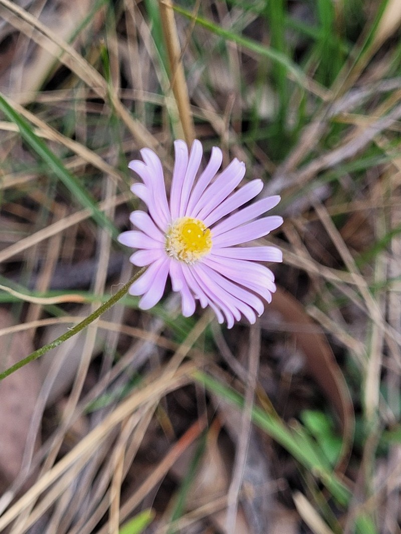 Brachyscome discolor photo 2