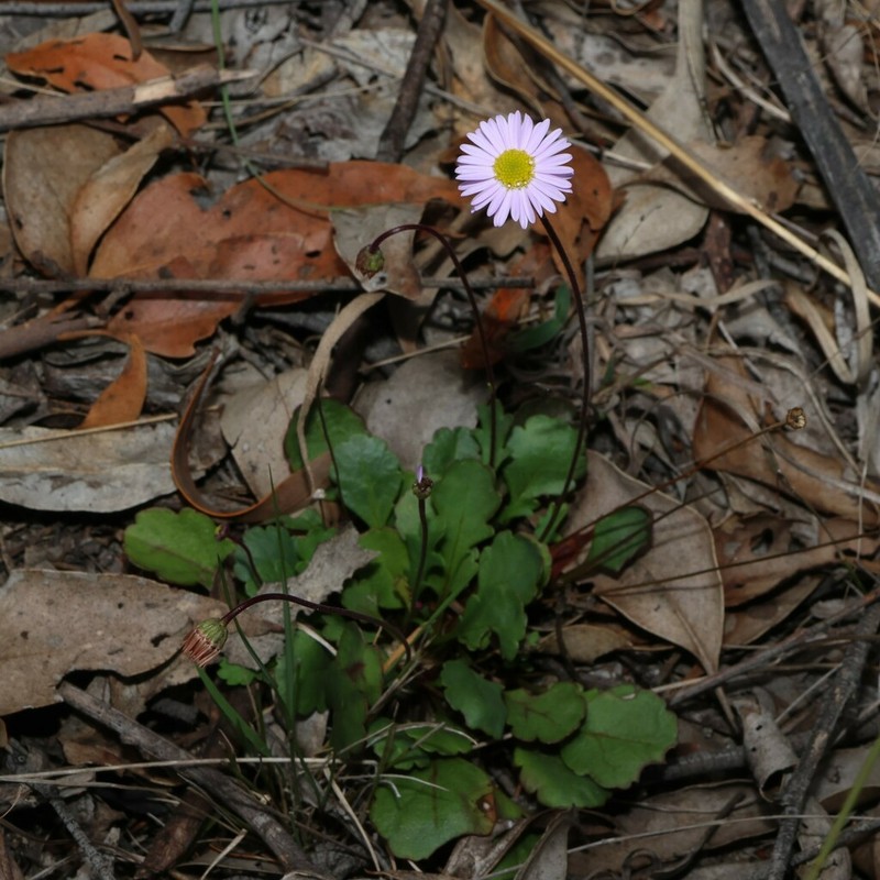Brachyscome discolor photo 3