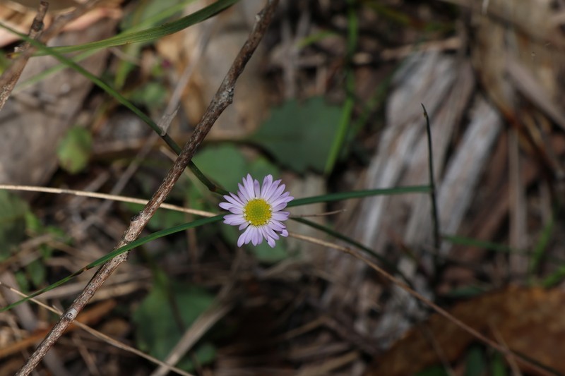 Brachyscome discolor photo 5