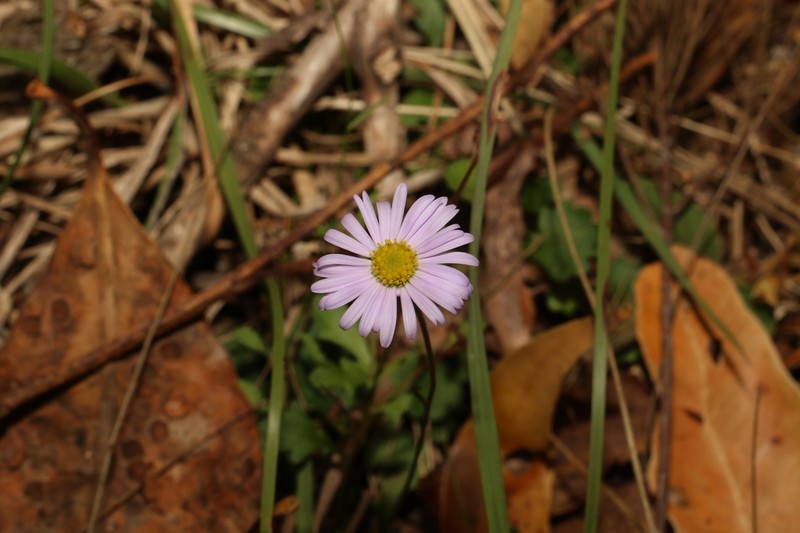 Brachyscome discolor photo 6