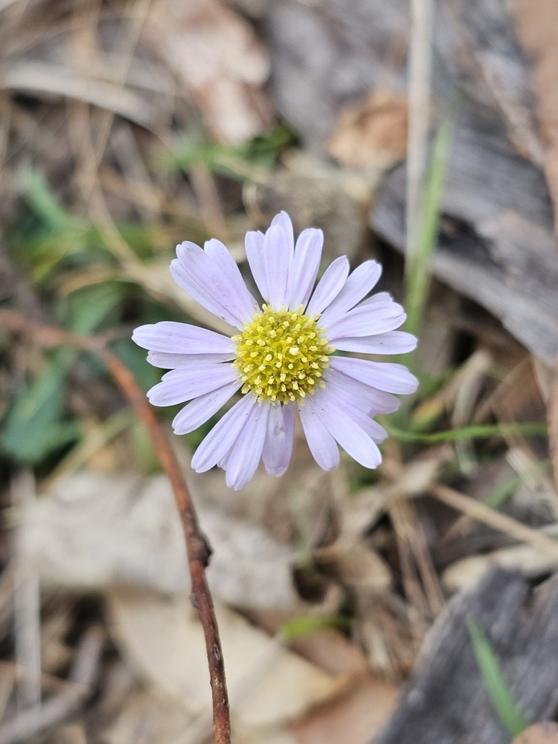 Brachyscome discolor photo 7