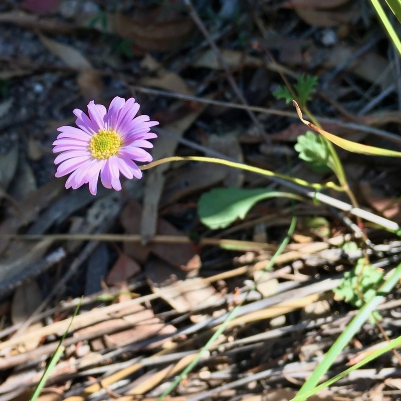 Brachyscome discolor photo 8
