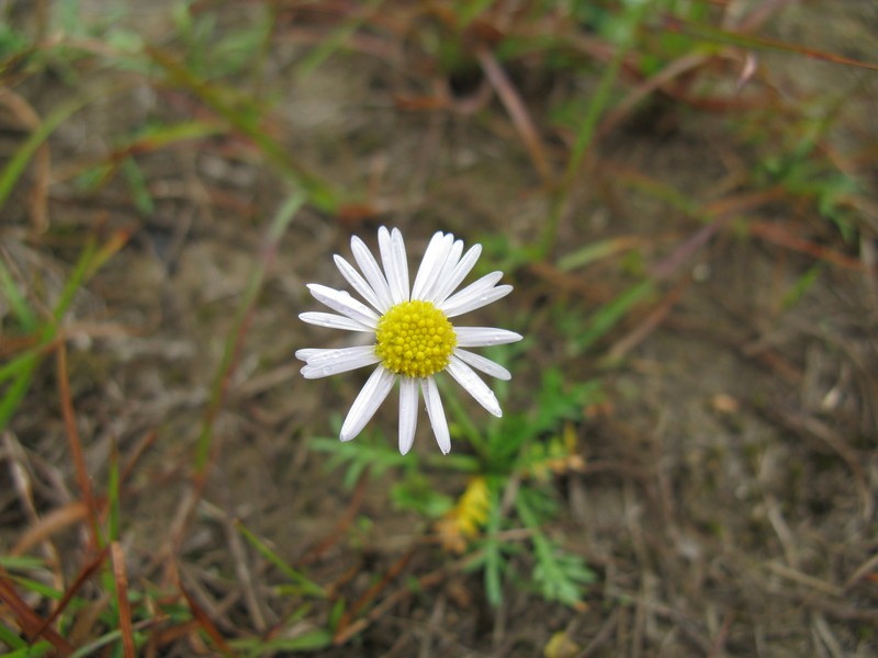 Brachyscome dissectifolia