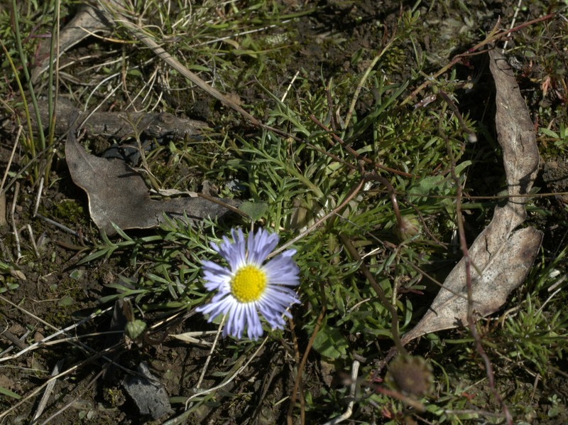 Brachyscome dissectifolia photo 3