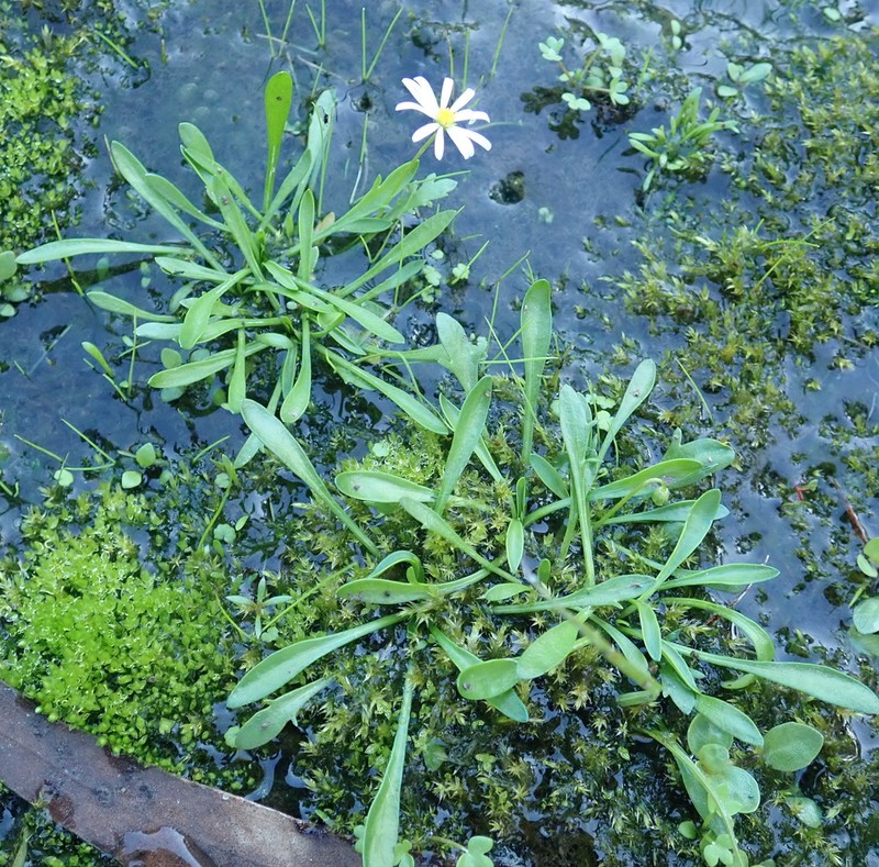 Brachyscome dissectifolia photo 4