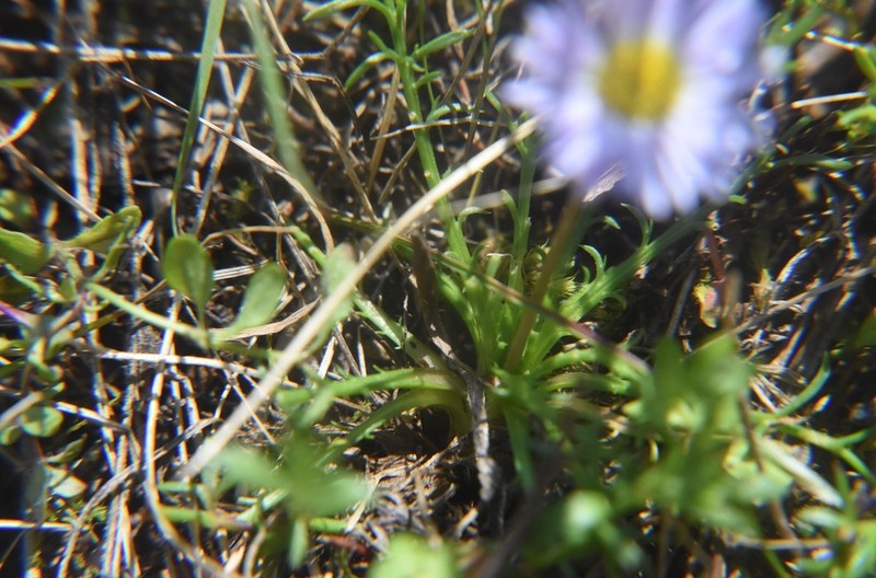 Brachyscome dissectifolia photo 5