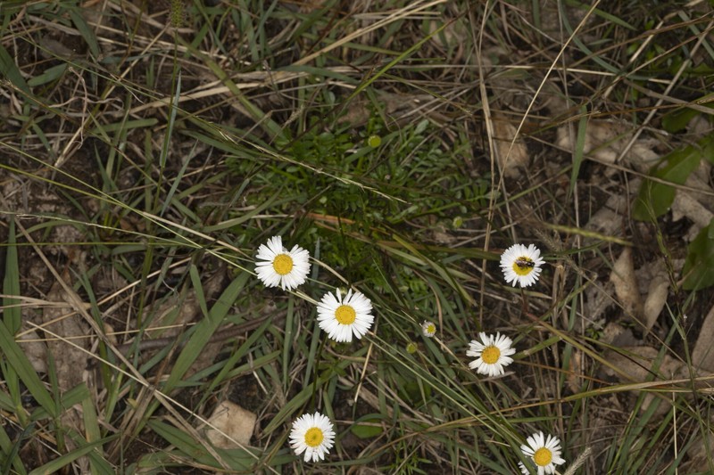Brachyscome dissectifolia photo 6