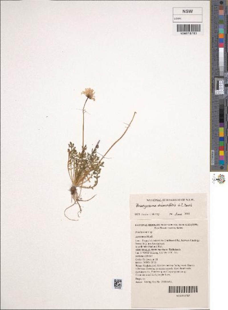 Brachyscome dissectifolia photo 7