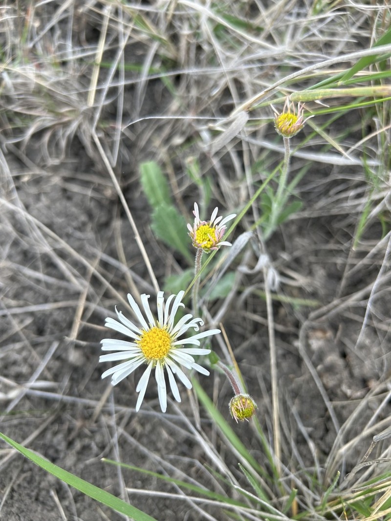 Brachyscome diversifolia