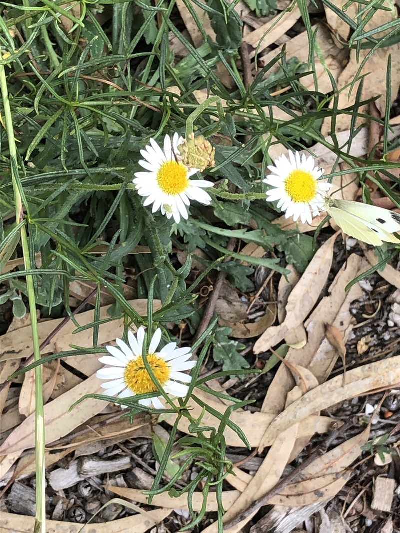 Brachyscome diversifolia photo 3