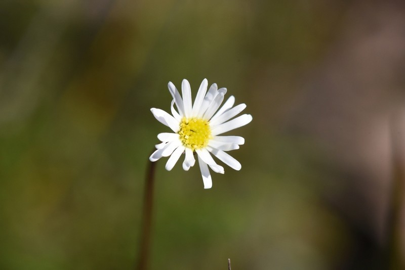 Brachyscome diversifolia photo 4