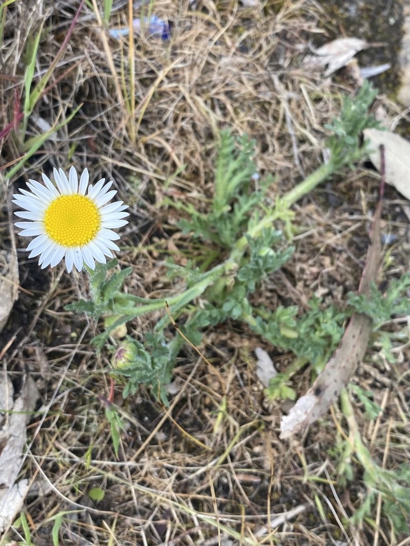 Brachyscome diversifolia photo 5