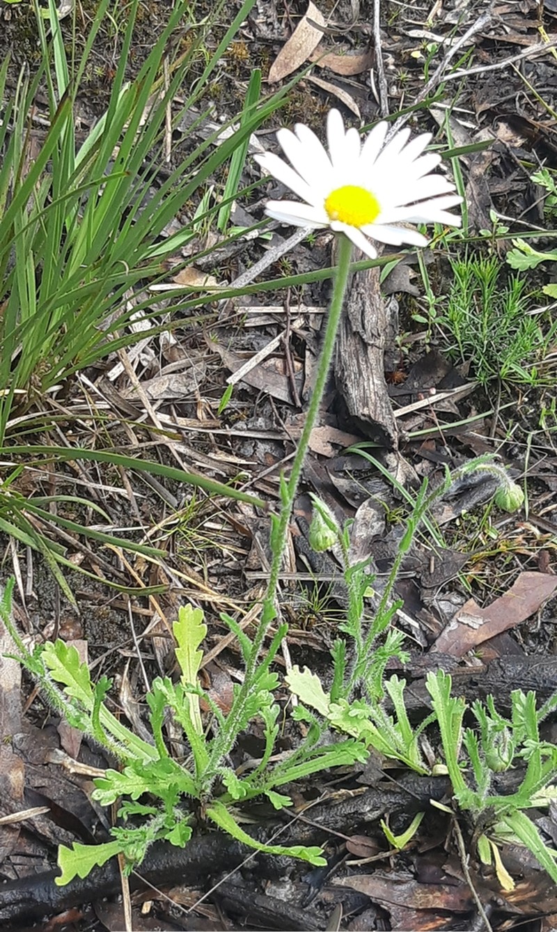 Brachyscome diversifolia photo 6