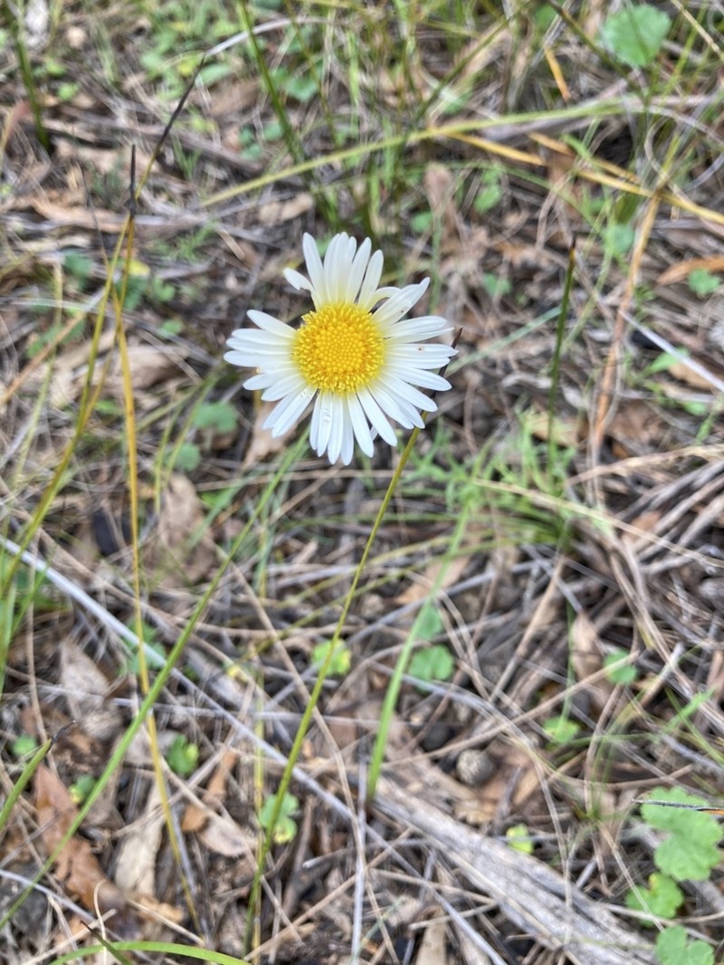 Brachyscome diversifolia photo 7
