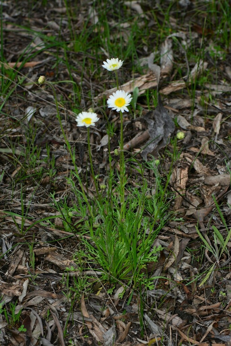 Brachyscome diversifolia photo 8