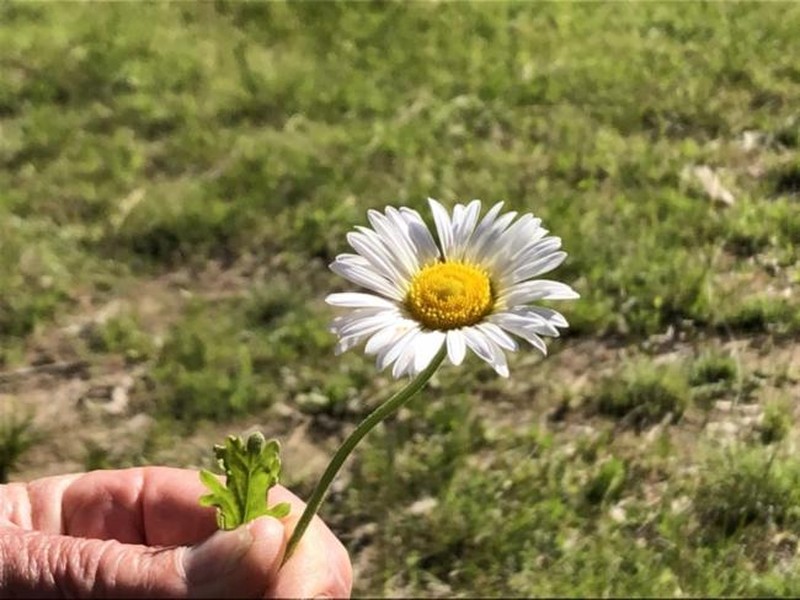 Brachyscome diversifolia var. dissecta
