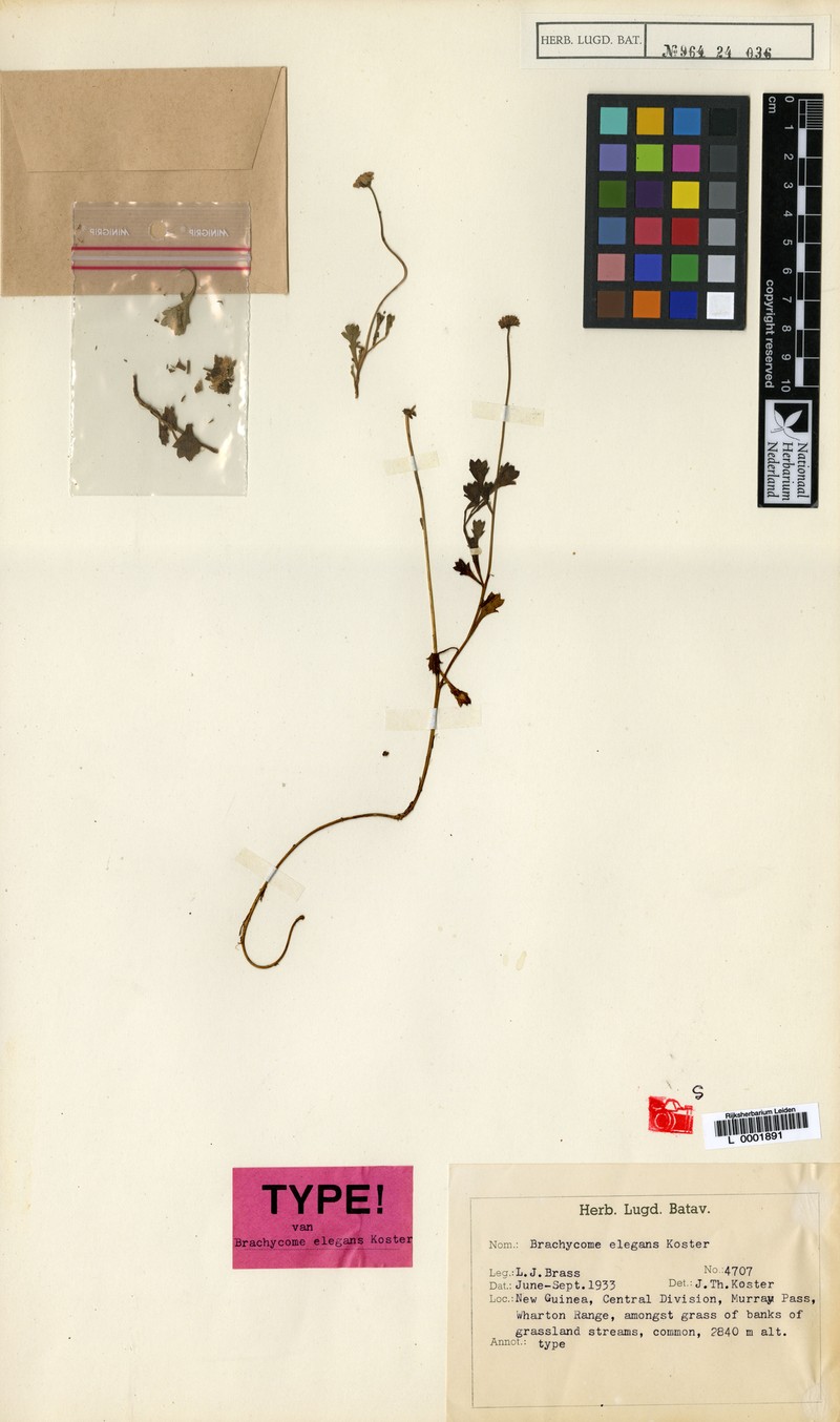 Brachyscome elegans