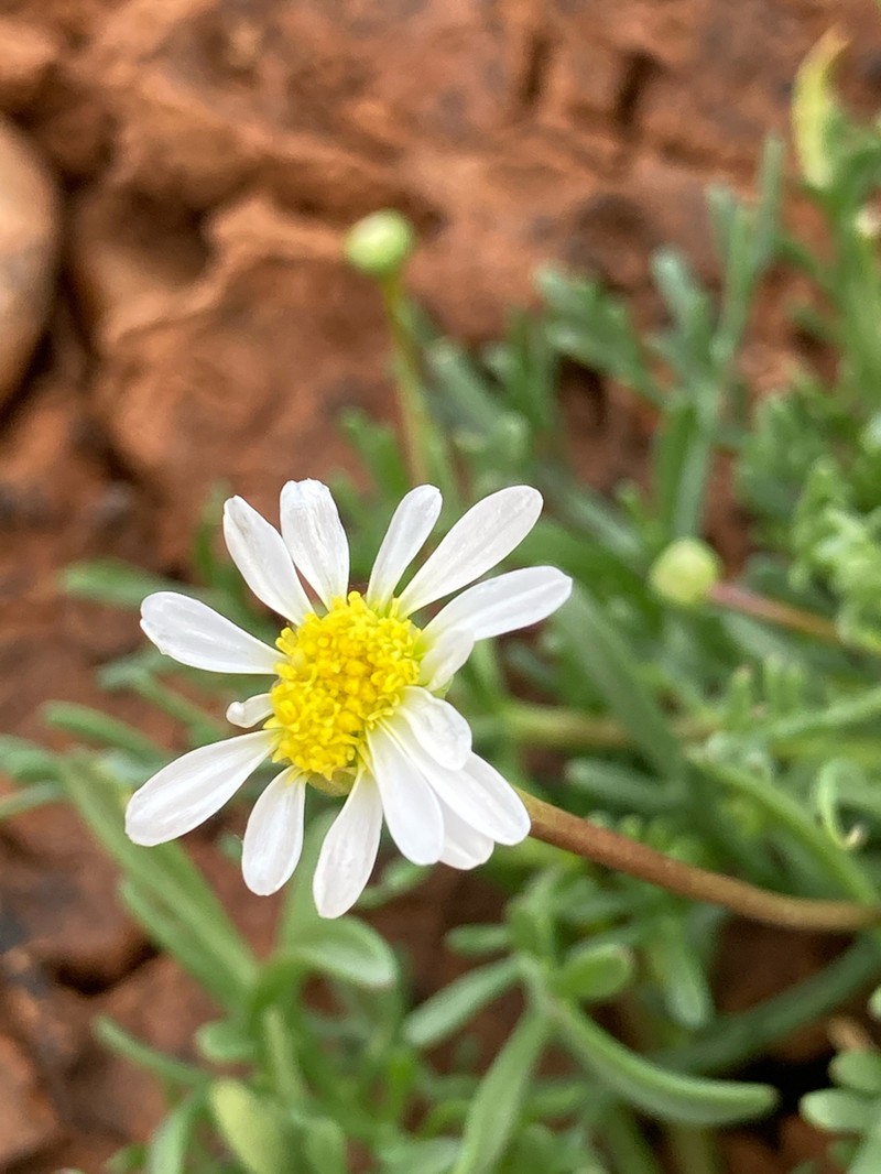 Brachyscome eriogona