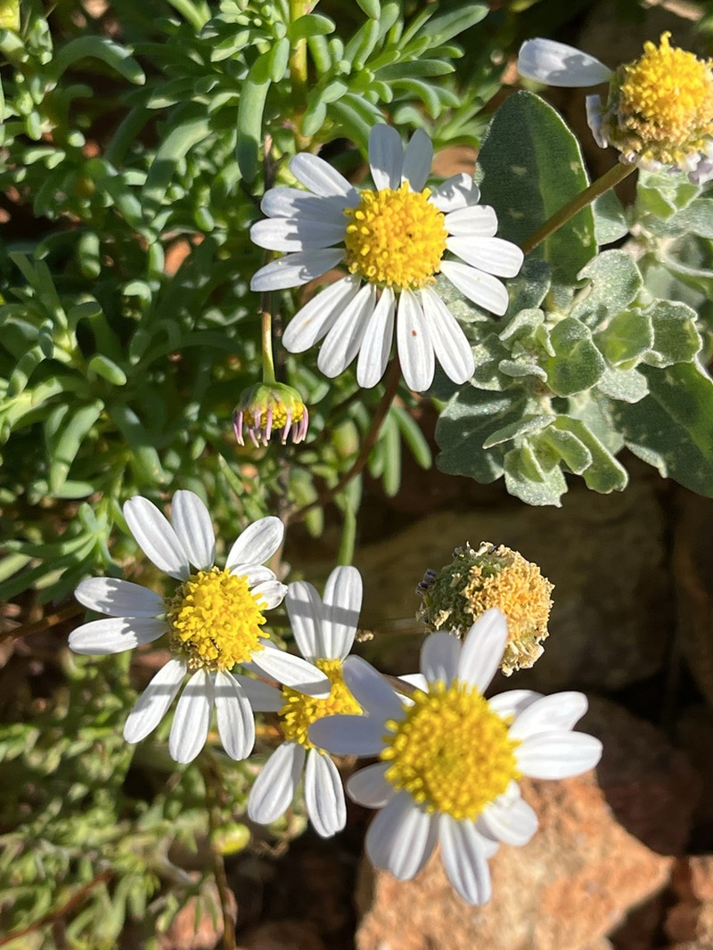 Brachyscome eriogona photo 2