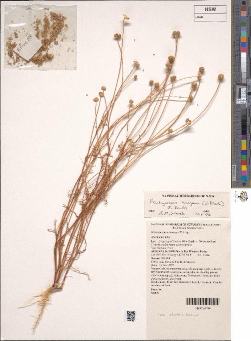 Brachyscome eriogona photo 3