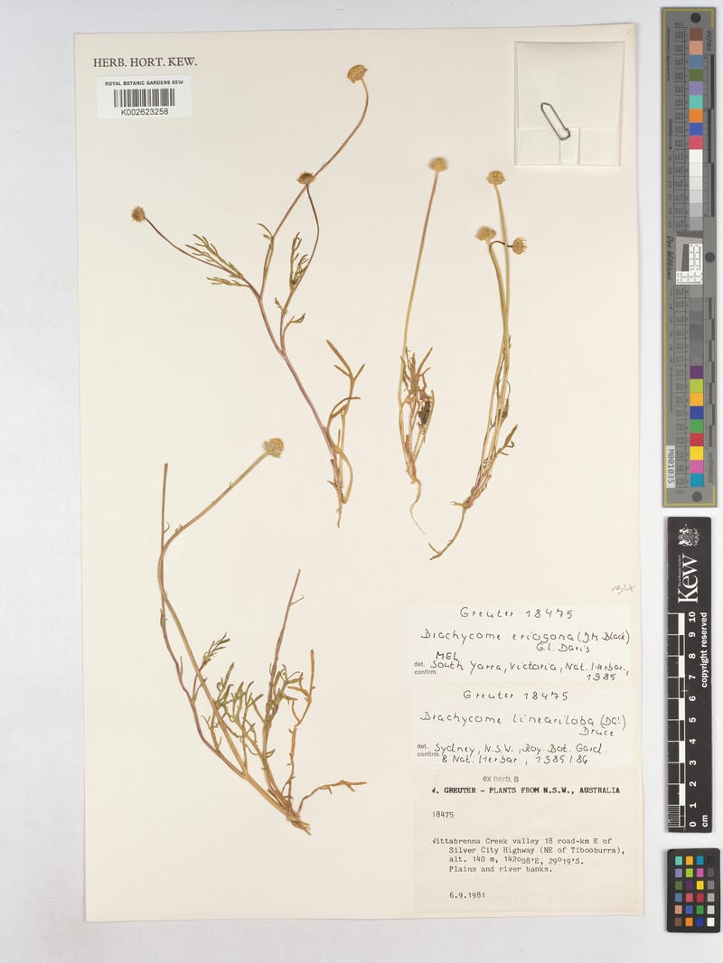 Brachyscome eriogona photo 4