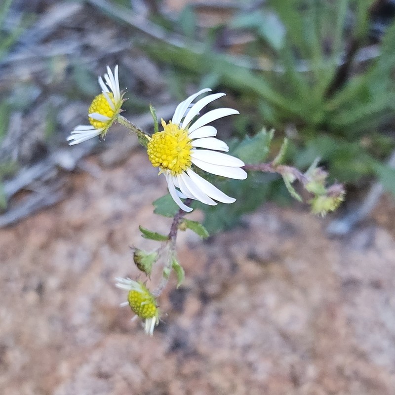 Brachyscome exilis photo 2