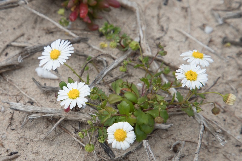 Brachyscome exilis photo 3