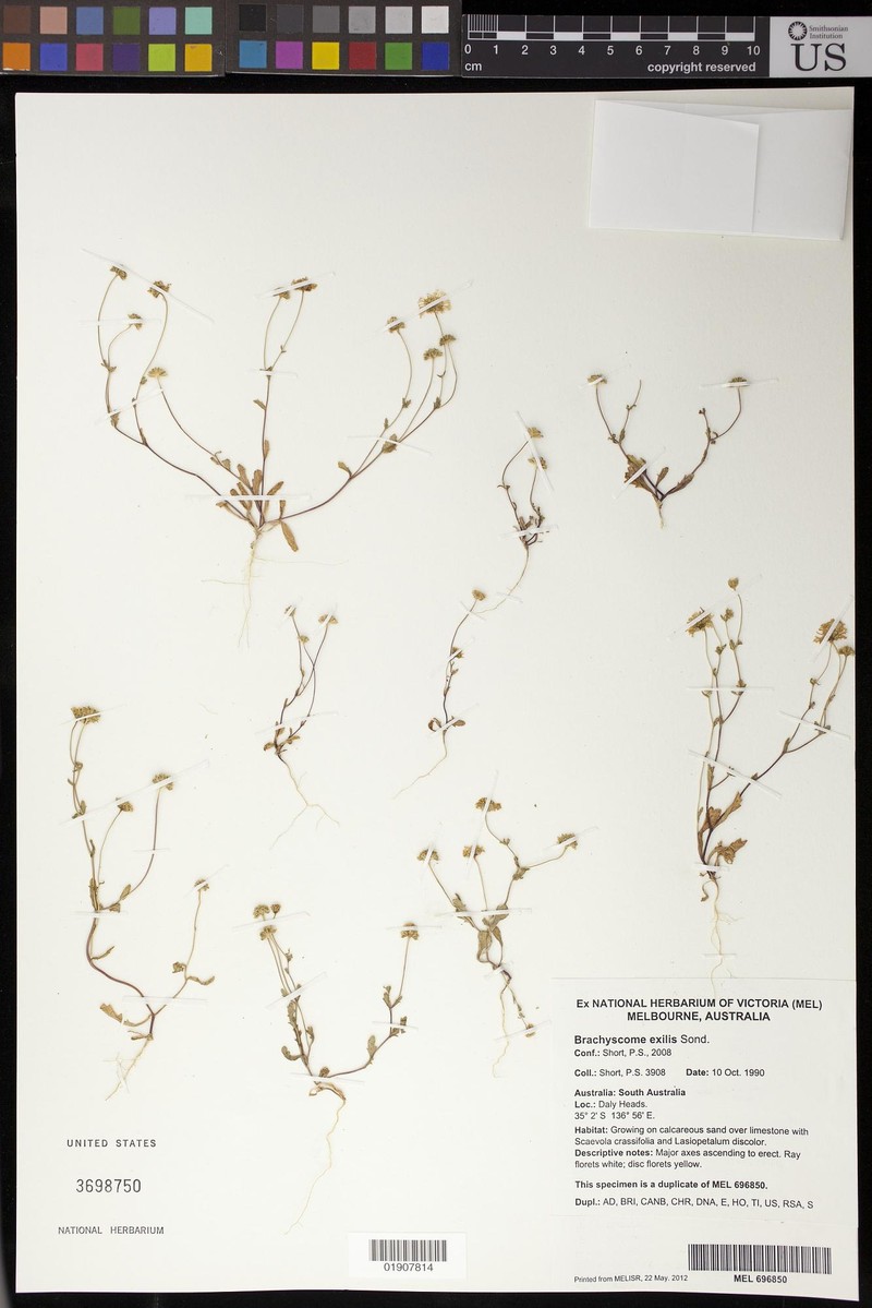 Brachyscome exilis photo 5