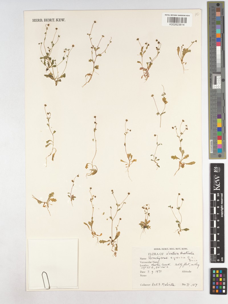 Brachyscome eyrensis