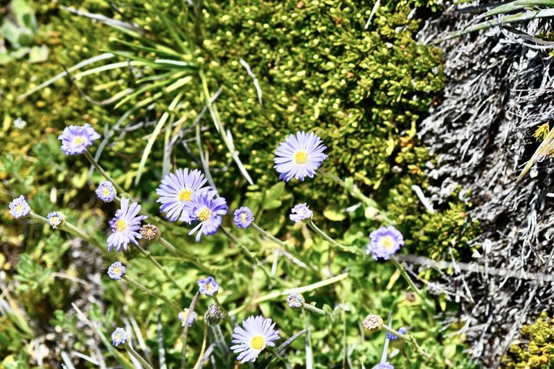 Brachyscome foliosa