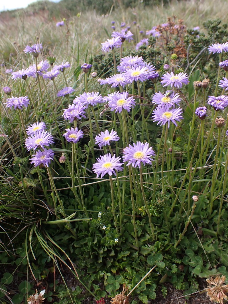 Brachyscome foliosa photo 2