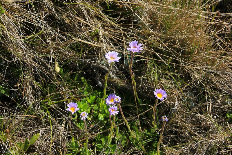 Brachyscome foliosa photo 3