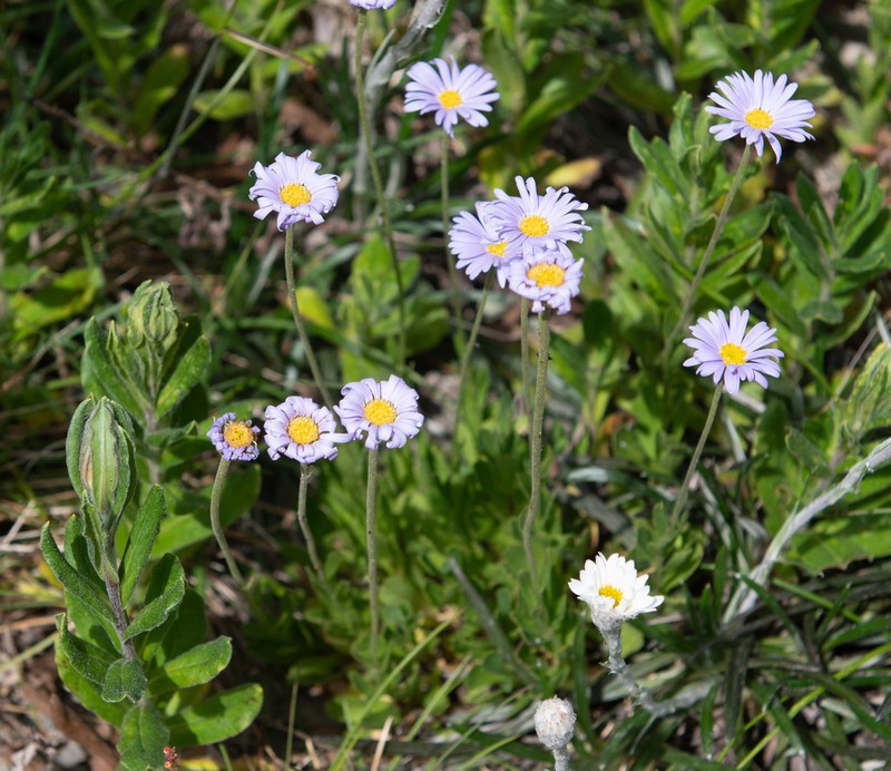 Brachyscome foliosa photo 4