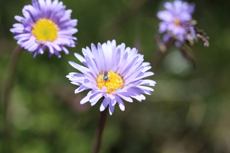 Brachyscome foliosa photo 5