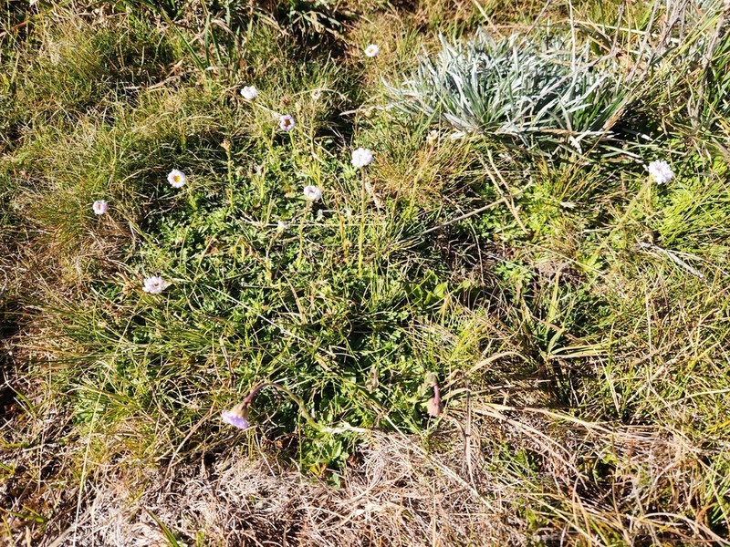Brachyscome foliosa photo 6