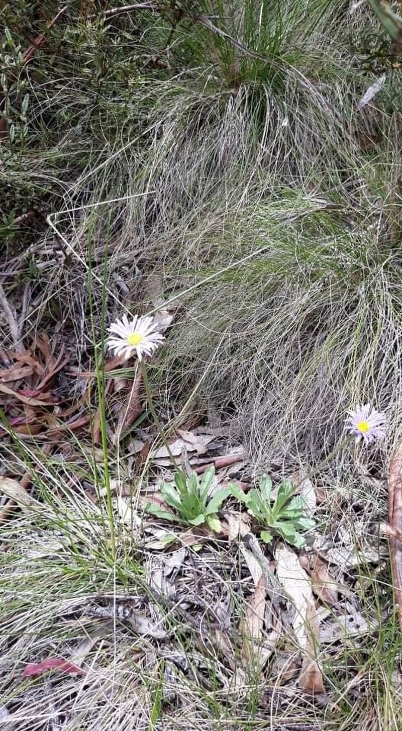 Brachyscome foliosa photo 7