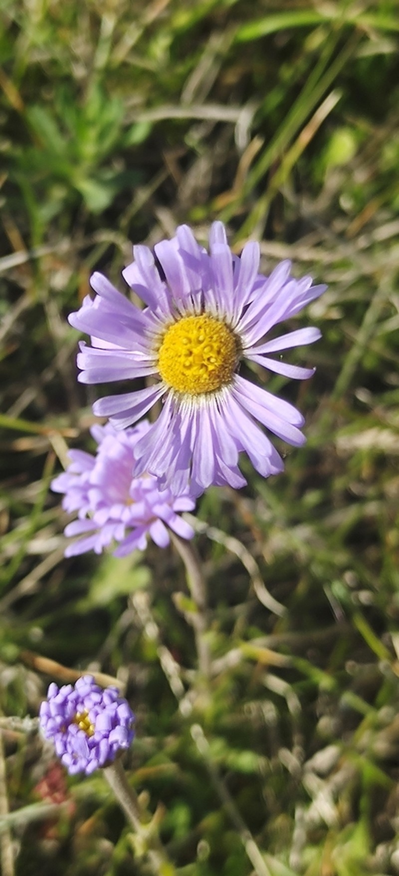 Brachyscome foliosa photo 8