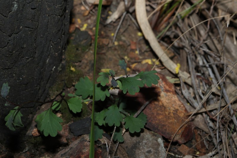 Brachyscome formosa