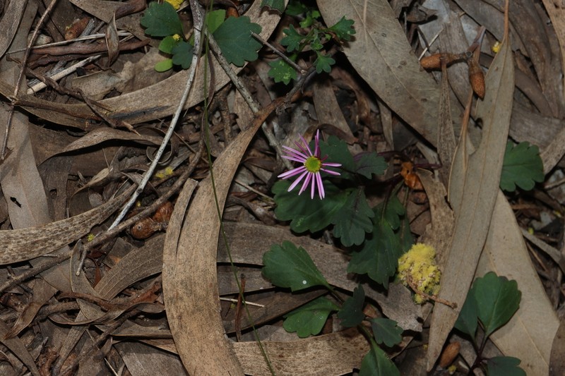 Brachyscome formosa photo 2